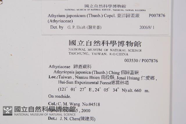 東洋蹄蓋蕨藏品圖，第2張