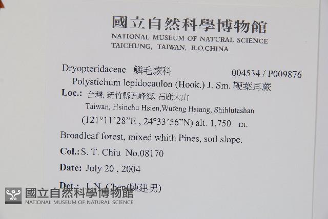 鞭葉耳蕨藏品圖，第2張