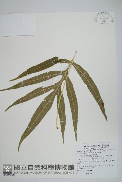 大線蕨藏品圖，第1張