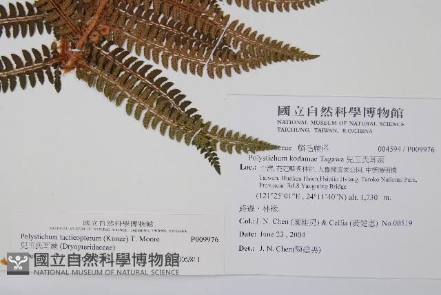 兒玉氏耳蕨藏品圖，第2張