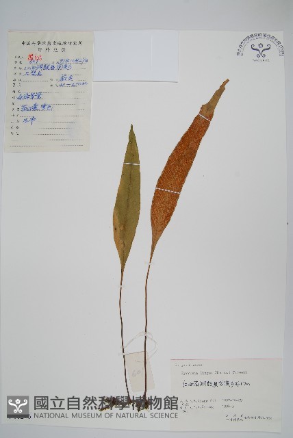 石葦藏品圖，第1張