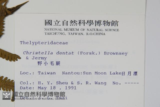 野小毛蕨藏品圖，第2張