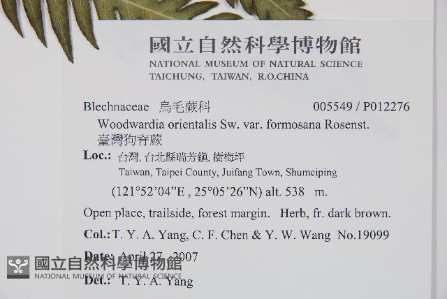 臺灣狗脊蕨藏品圖，第2張