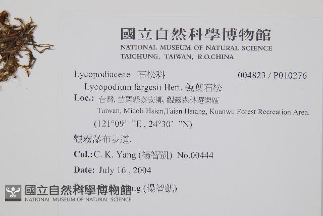 銳葉石松藏品圖，第2張