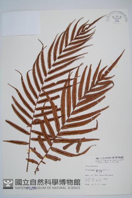 烏毛蕨藏品圖，第1張