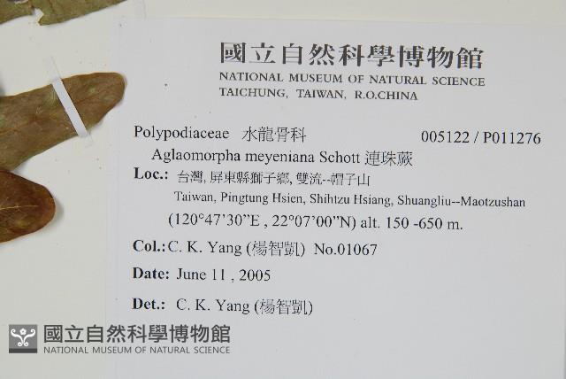 連珠蕨藏品圖，第2張