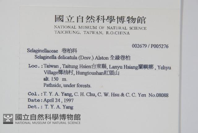 全緣卷柏藏品圖，第2張