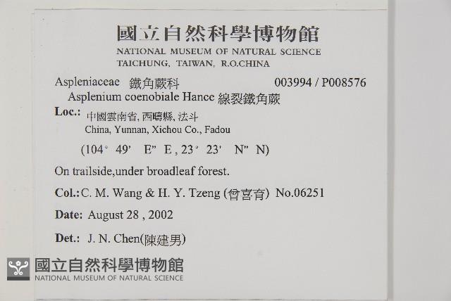 線裂鐵角蕨藏品圖，第2張