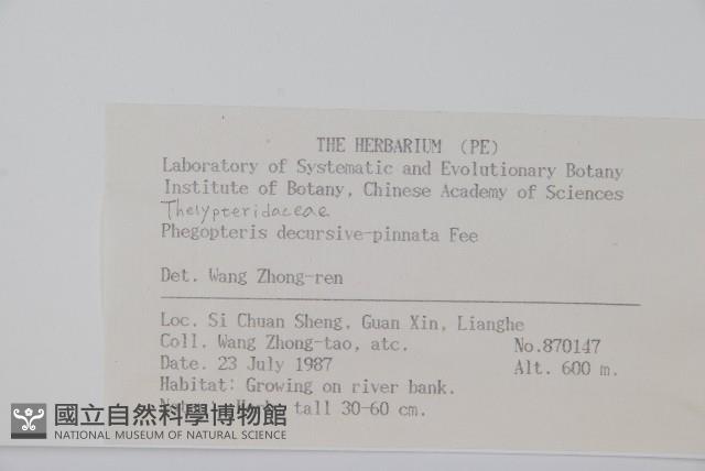 翅軸假金星蕨、短柄卵果蕨藏品圖，第2張