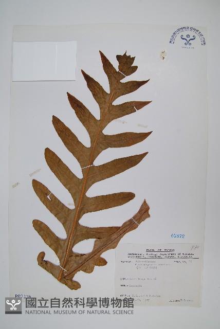 崖薑蕨藏品圖，第1張