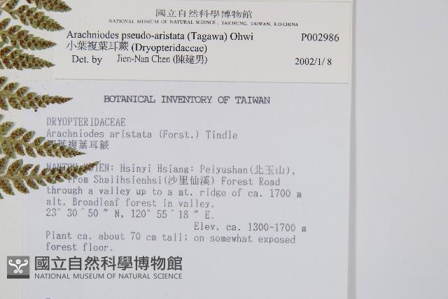 小葉複葉耳蕨藏品圖，第2張