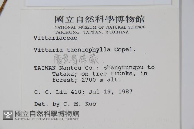 廣葉書帶蕨藏品圖，第2張