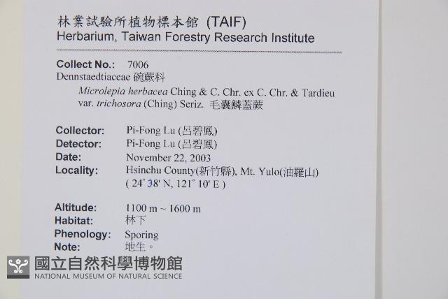 毛囊鱗蓋蕨藏品圖，第2張