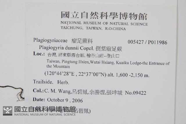 倒葉瘤足蕨藏品圖，第2張