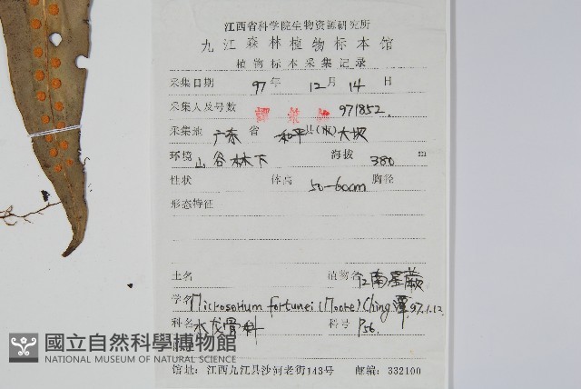 大星蕨藏品圖，第2張