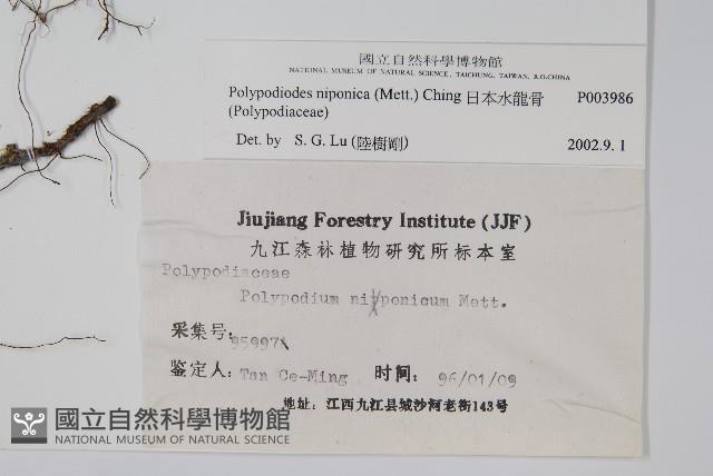 日本水龍骨藏品圖，第2張