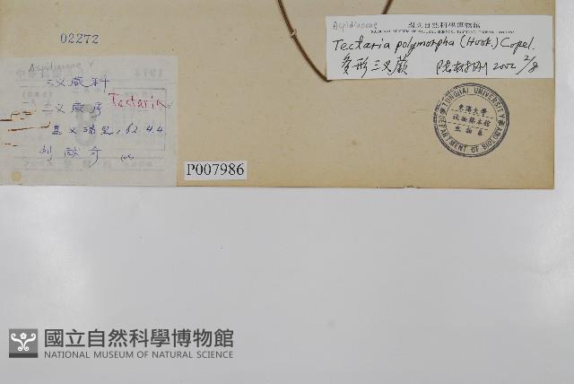 南投三叉蕨藏品圖，第2張