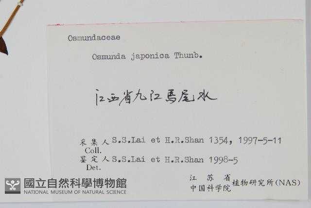 紫萁藏品圖，第2張