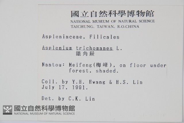 鐵角蕨藏品圖，第2張