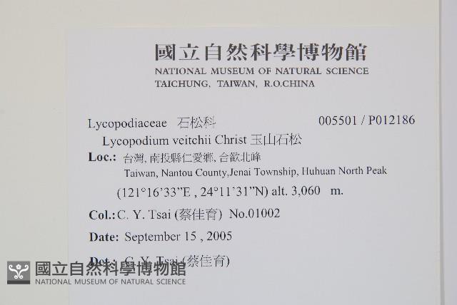 玉山石松藏品圖，第2張