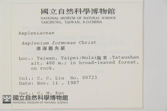 南海鐵角蕨藏品圖，第2張