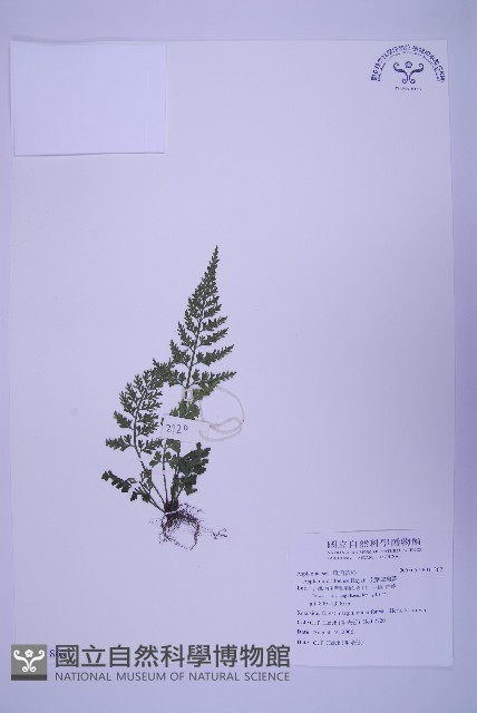 海金沙藏品圖，第1張