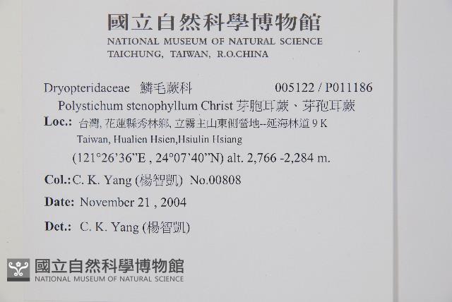 芽胞耳蕨、芽孢耳蕨藏品圖，第2張