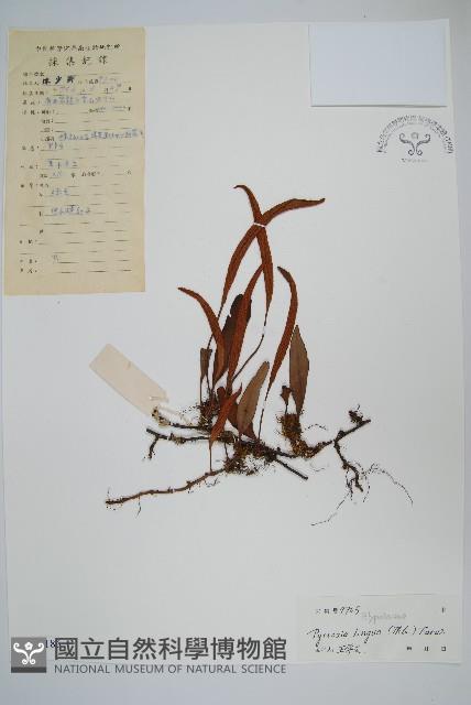 石葦藏品圖，第1張