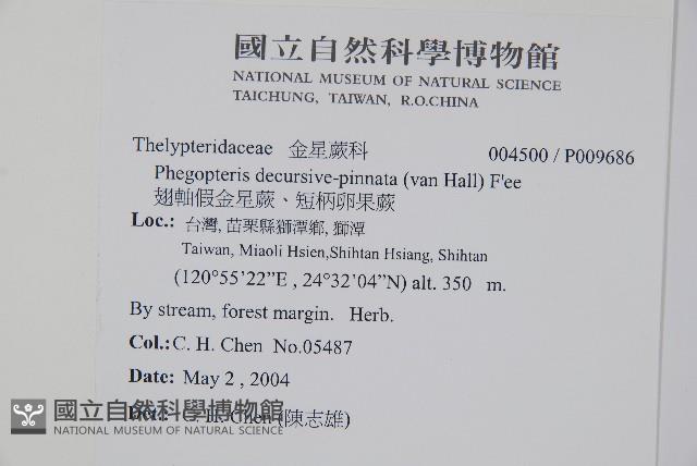 翅軸假金星蕨、短柄卵果蕨藏品圖，第2張
