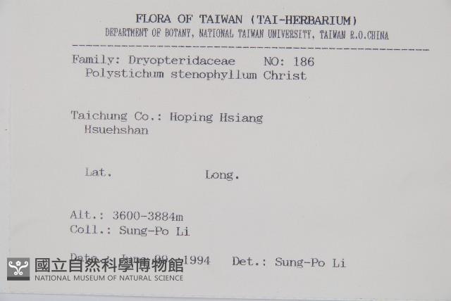 芽胞耳蕨、芽孢耳蕨藏品圖，第2張