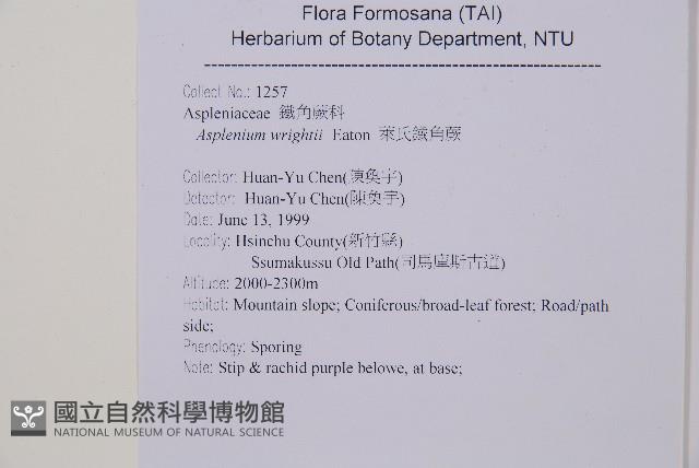 萊氏鐵角蕨藏品圖，第2張