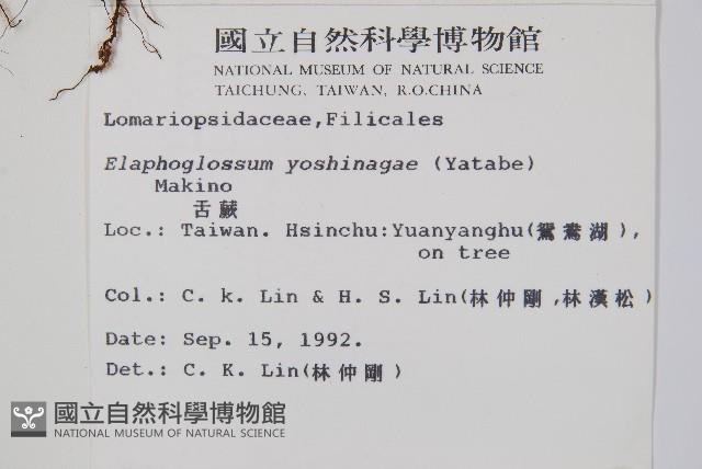 垂葉舌蕨藏品圖，第2張