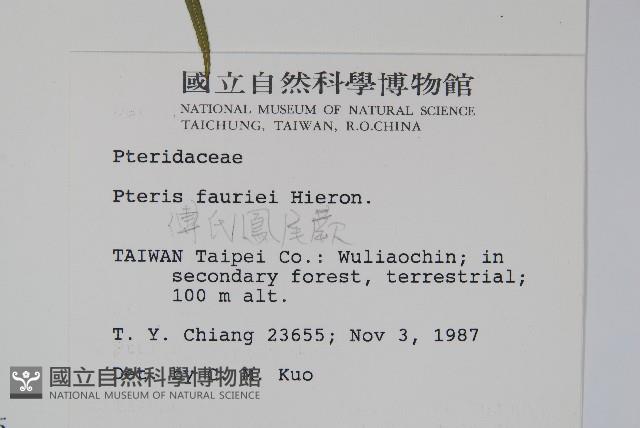 傅氏鳳尾蕨藏品圖，第2張