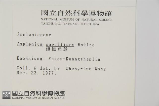 姬鐵角蕨藏品圖，第2張