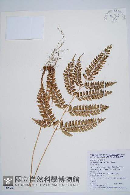 斜方複葉耳蕨藏品圖，第1張