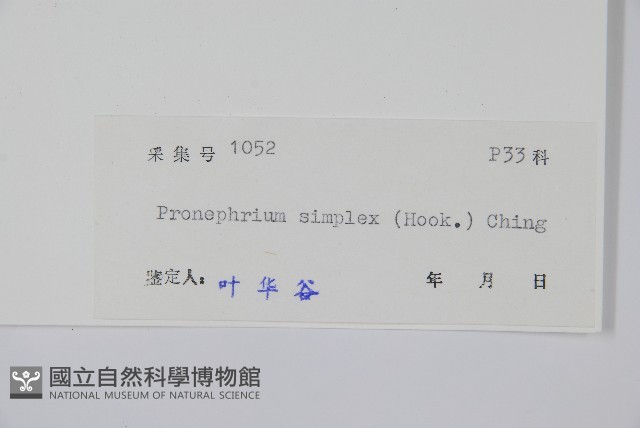 單葉新月蕨藏品圖，第2張