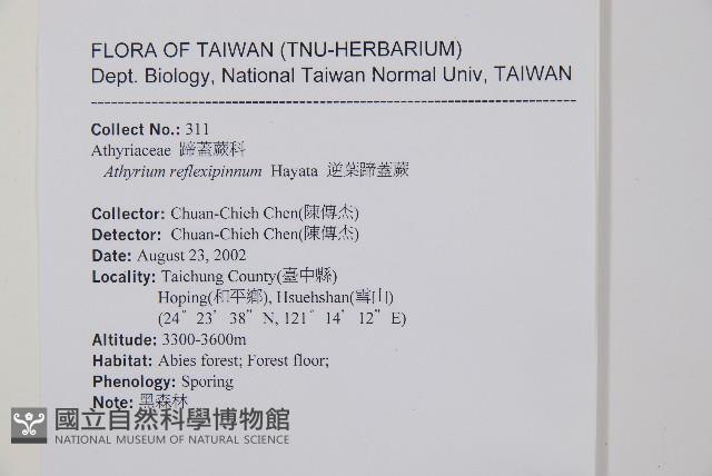 逆葉蹄蓋蕨、逆羽蹄蓋蕨藏品圖，第5張