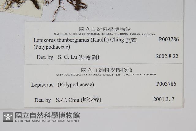 瓦葦藏品圖，第2張