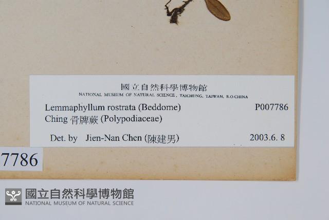 骨牌蕨藏品圖，第2張