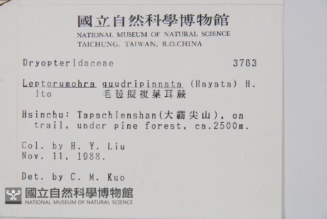 毛苞擬複葉耳蕨藏品圖，第2張