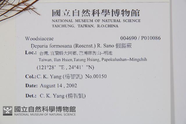 假腸蕨藏品圖，第2張