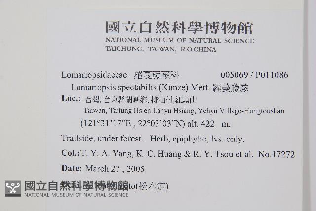 羅蔓藤蕨藏品圖，第2張