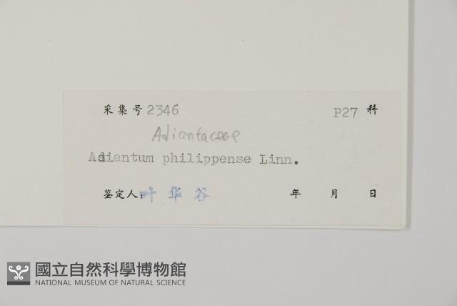 半月形鐵線蕨藏品圖，第2張