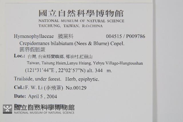 圓唇假脈蕨藏品圖，第2張