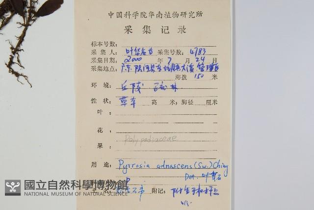 抱樹石葦藏品圖，第2張