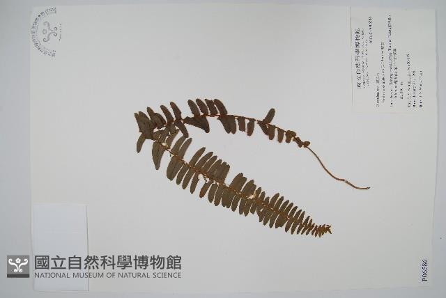 腎蕨藏品圖，第1張