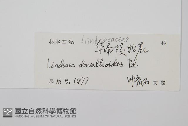 網脈鱗始蕨藏品圖，第2張