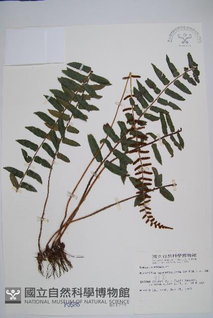 刺蕨藏品圖，第1張