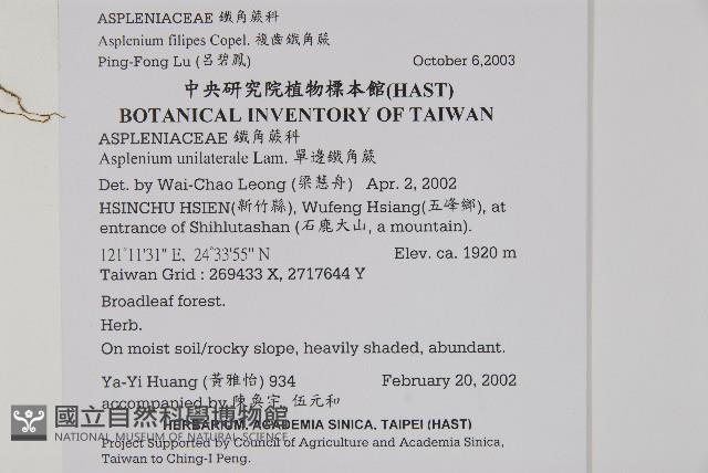 複齒鐵角蕨藏品圖，第2張