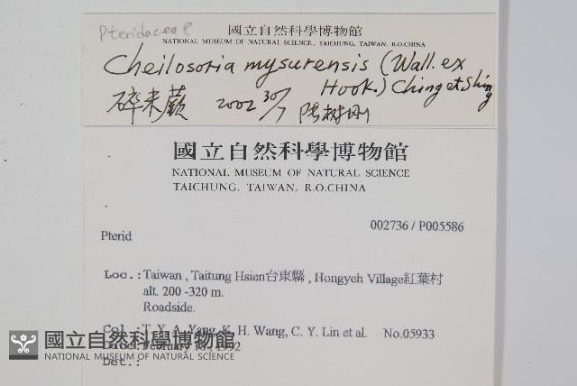 碎米蕨藏品圖，第2張